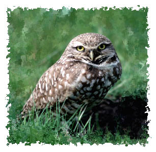 burrow_owl.jpg