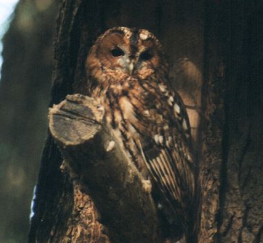 tawny_owlfront1.jpg